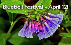 Bluebell Festival