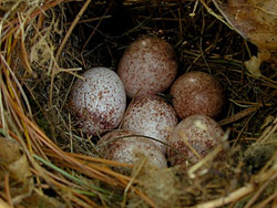 Carolina Chickadee Eggs