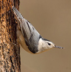 White-breasted Nuthatch