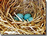 Bluebird Eggs