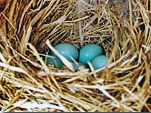 Bluebird eggs