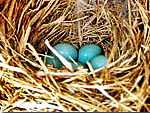 Bluebird eggs in the nest