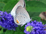 Eastern-tailed Blue