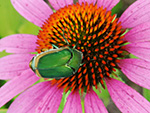 Green June Beetle on Coneflower