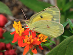 Orange sulphur on Butterflyweed