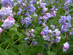 Virginiai Bluebells at Merrimac Farm