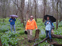 Everyone loves bluebells