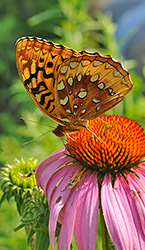 Great Spangled Fritillary on Purple Coneflower