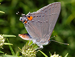 Grey Hairstreak on Narrow-leaved Mountain Mint