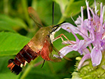 Great Spangled Fritillary on Purple Coneflower