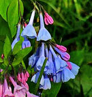 Bluebells