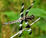 12-spotted Skimmer