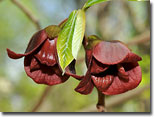 Pawpaw blooms