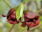 Pawpaw blooms