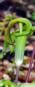 Jack-in-the-Pulpit