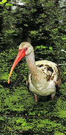 Ibis