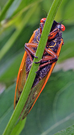 Cicada