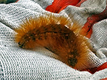 Virginia Tiger Moth Catepillar