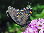 Eastern Tiger Swallowtail, dark form female