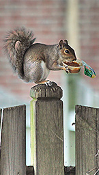 Hungry Squirrel in the City