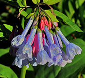 Bluebells