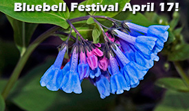 Bluebell Festival
