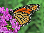 Monarch on Garden Phlox