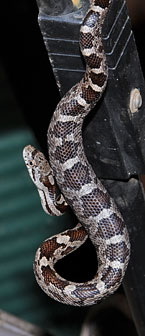 Juvenile Black Rat Snake