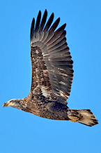 Immature Bald Eagle by Julia Flanagan