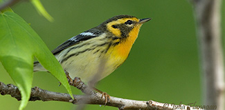 Blackburnian Warbler by Julia Flanagan