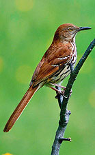 Brown Thrasher by Julia Flanagan