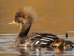 Hooded Merganser by Julia Flanagan