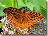 Great-spangled Fritillary