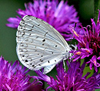 Azure on NY Ironweed