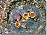 Baby Bluebirds