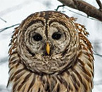 Barred Owl by Steve Tabone