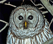 Barred Owl by Steve Tabone