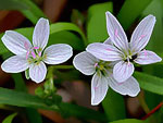 Spring Beauties