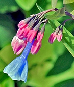 Virginia Bluebells