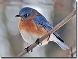 Eastern Bluebird