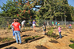 Tree planting