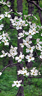 Flowering Dogwood