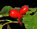 Dogwood Berries