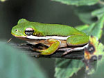 Green Treefrog