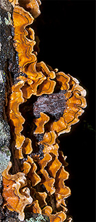 Shelf Fungus