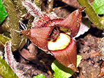 Mourning Cloak Butterfly