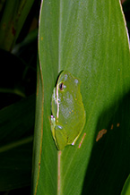 Green Treefrog