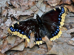 Mourning Cloak Butterfly