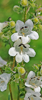 Penstemon digitalis