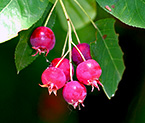 Serviceberry berries